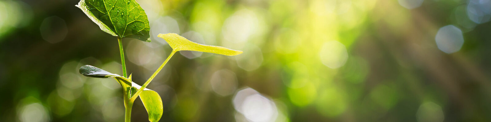 Sprout on blurred green bokeh with soft sunlight  background, environmental concept